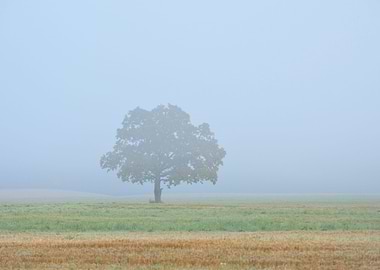 Lonely Tree In The Field D