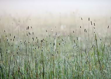 Grass In The Morning Fog A