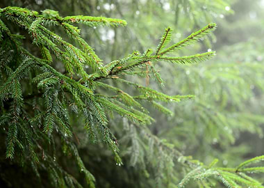Pine Tree CloseUp