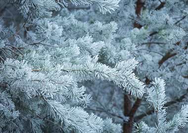 Frosted Tree Branches