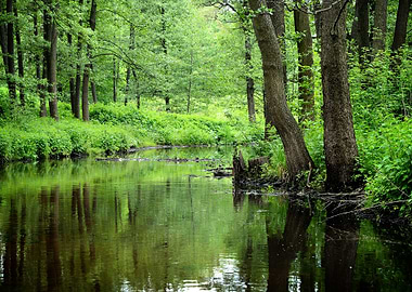Forest River Scene