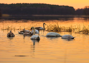Swan On Sunset Lake