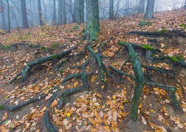Autumnal Foggy Forest