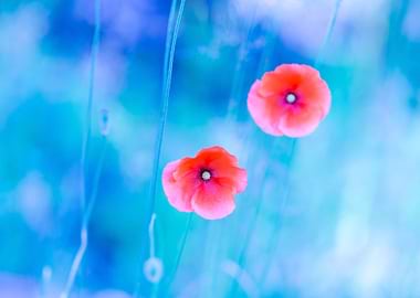 Poppy Flowers With Blue Mo