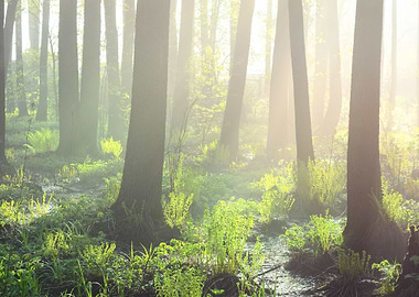 Swamp In Fog At The Sunris