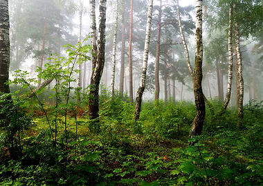A North Forest In Fog Latv