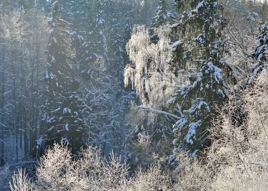 Frost On Trees In River Va