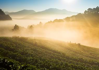Doi Angkhang Strawberry Fi