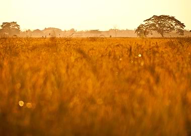 Lonely Tree In The Mist Na