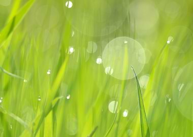 Fresh Green Grass With Wat