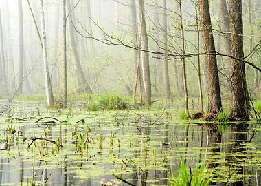 Swamp In Fog At The Sunris