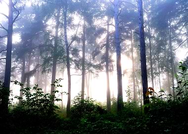 A Forest With Fog And Shin