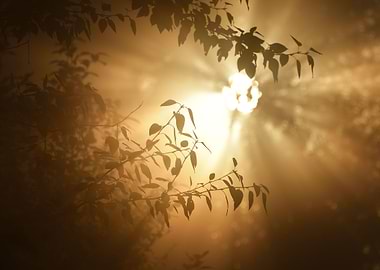 Morning Sun In The Tree Fo