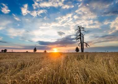 Sunset Over Cereal Field I