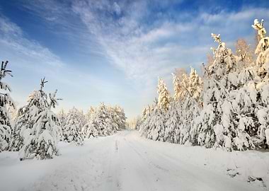 Road And A Snow Covered Tr