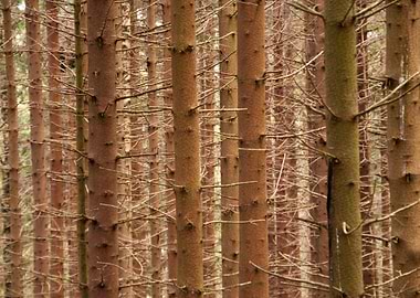 In The Harz Mountains