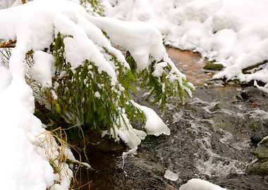 Pine Tree At The Small Riv