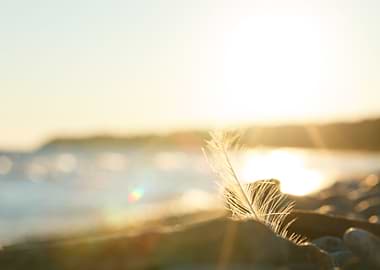 Nature Scene At Sunset