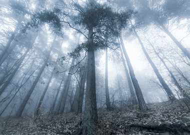 Autumnal Forest Landscape
