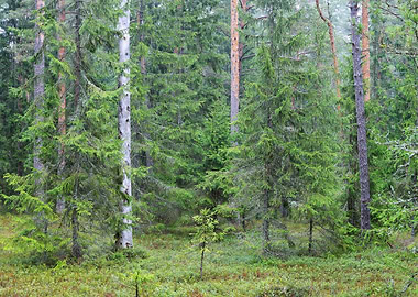 Dark Pine Forest Panorama