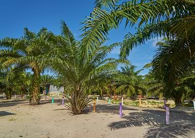 Palm Oil Plantation With B