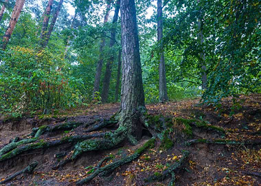 Roots Of Trees In Autumnal