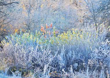 Frozen Winter Landscape Tr