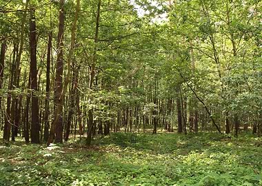 Green Forest