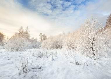 Winter Wonderland In Snow