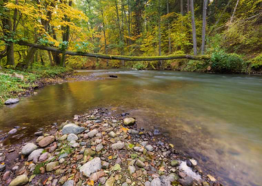 Beautiful River In Forest