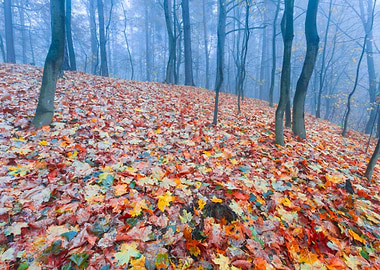Autumnal Forest Landscape