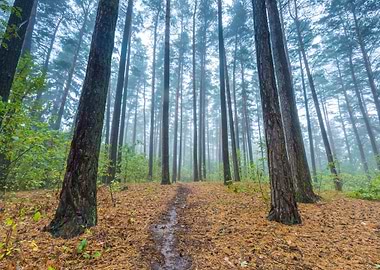 Beautiful Autumnal Forest