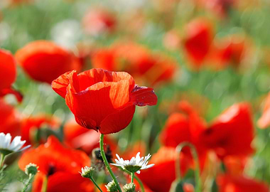 A CloseUp Of A Poppy Field