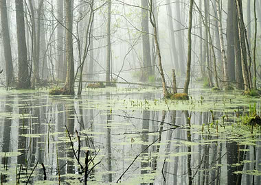Swamp In Fog At The Sunris
