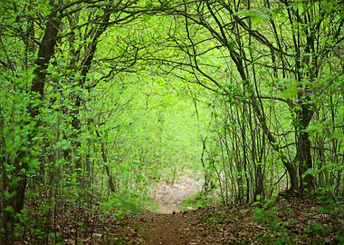 Spring Forest In The Nethe