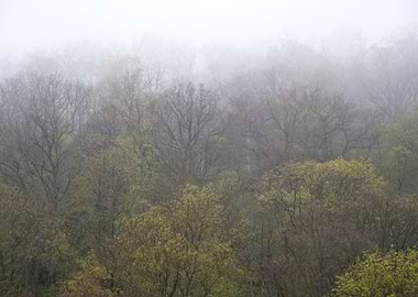 In The Harz Mountains