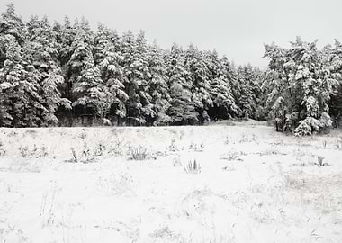 Winter Scene With HoarFros