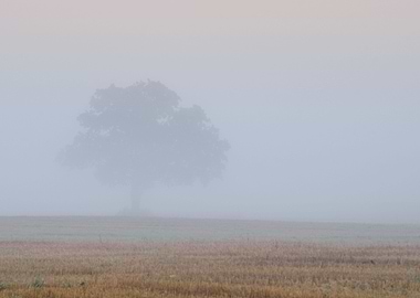 Lonely Tree In The Field I