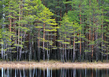 Northern Forest Landscape