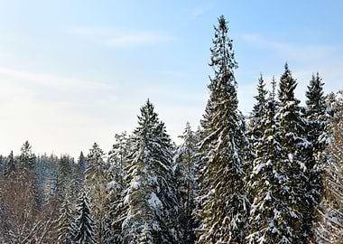 Snow Covered Sunny Winter