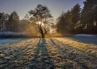 Beautiful Morning With Fro