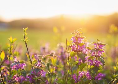 Summer Meadow With Colorfu