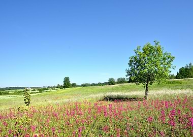 Classic Rural Landscape Fl