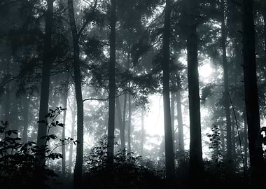 A Mystical Forest With Fog