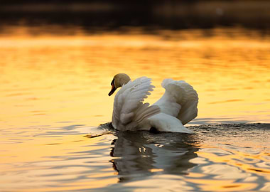 Swan On Sunset Lake
