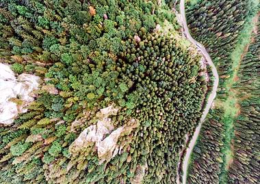 Road In Coniferous Forest