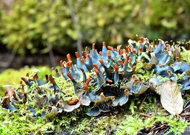 Blue Lichen In The Forest