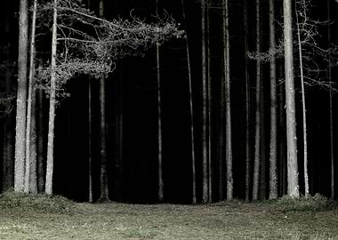 Forest Scene By Night