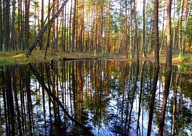 A Small Lake In The Forest