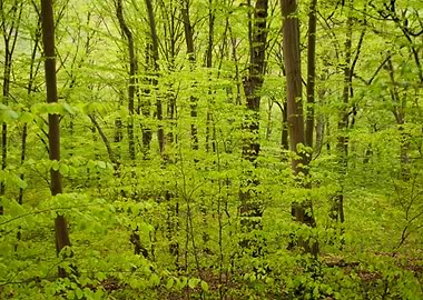 Harz Mountains Germany